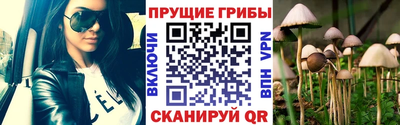 наркотики  Краснокаменск  Псилоцибиновые грибы мицелий 
